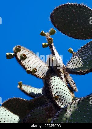 tree cactus, many long spines, Opuntia, close-up, fleshy pads, flower buds, nature, desert vegetation, South America; Galapagos Islands; Isla Santa Cr Stock Photo