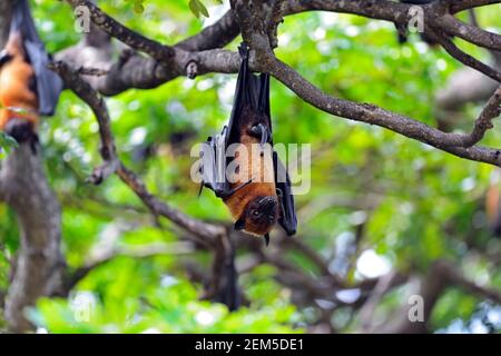 Flying Dogs in the wild on the island of Sri Lanka Stock Photo