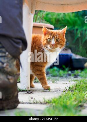 Ginger cat looking at camera from under a garden chair, UK Stock Photo