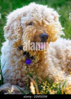 Lagotto Romagnolo dog laying in the sunshine in summer, UK Stock Photo