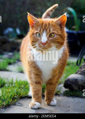 Female ginger cat, UK Stock Photo