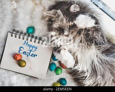 Charming kitten and Easter eggs painted in bright colors on a white background. Top view, close-up. Happy Easter. Preparing for the holiday Stock Photo