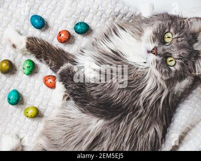 Charming kitten and Easter eggs painted in bright colors on a white background. Top view, close-up. Happy Easter. Preparing for the holiday Stock Photo
