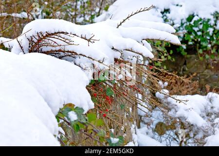 Snow covering the branches of Cotoneaster, complete with red berries, and Ivy (hedera helix) growing over a garden wall. Stock Photo