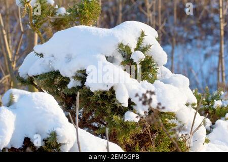 Gorse (ulex europaeus), also known as Furze or Whin, close up of a snow capped bush growing at the edge of a piece of woodland. Stock Photo