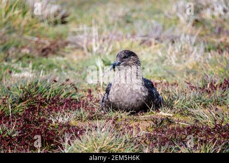 Front view of a Falkland Skua, Cataract skua antarctica, sitting, Sea Lion Island, in the Falkland Islands, South Atlantic Ocean Stock Photo