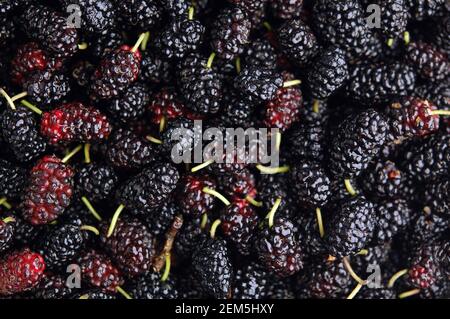 Background texture of fresh mulberries. Selective focus. Mulberry background. Fresh Mulberrys top view. Stock Photo