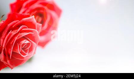 Red roses isolated on bright background, Beautiful flowers, Romantic Theme, Symbol of Love, Blossom of red roses, Banner with red flowers. Stock Photo