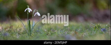 two snowdrops against out of focus background Stock Photo