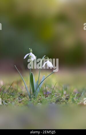 two snowdrops against out of focus background Stock Photo