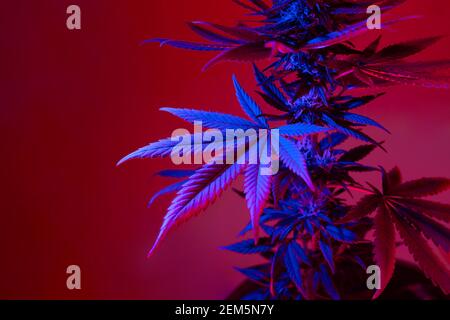 Cannabis leaves beautiful background in colorful purple blue light. New aesthetic look on medical marijuana plant. Colored foliage of hemp in ultravio Stock Photo