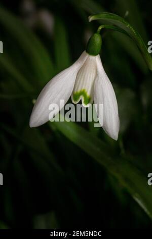 Solitary Snowdrop in woodland in February Stock Photo