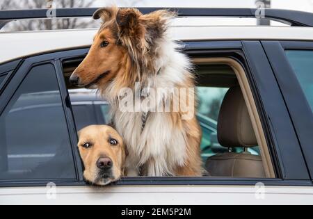 Two dogs in parked car - beautiful elegant collie looking out at world and golden lab peaking out with scared eyes Stock Photo