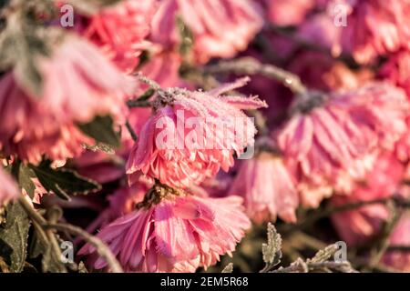 Pink garden chrysanthemums covered with frost (Chrysanthemum morifolium) Stock Photo