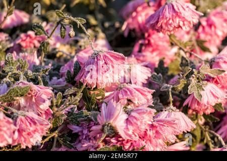 Pink garden chrysanthemums covered with frost (Chrysanthemum morifolium) Stock Photo