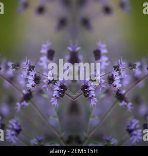 Salvia officinalis, a perennial, evergreen subshrub with purple flowers,  woody stems and grayish leaves on an abstract composition. Stock Photo