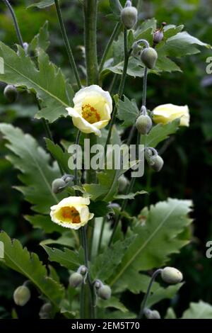 Meconopsis Napaulensis,Yellow poppy,biennial,Nepalese,nepal,Himalayan poppies,flower,flowers,RM Floral Stock Photo
