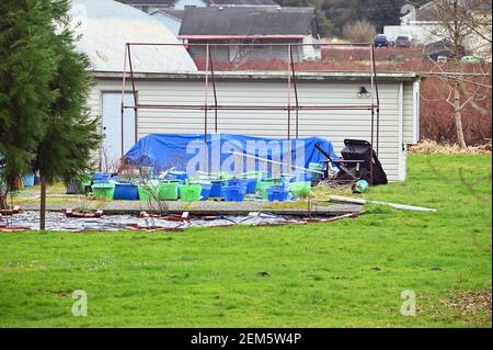 Shrubs planted in blue and green totes in a backyard garden. Rusted greenhouse frame beside the garage.  Pitt Meadows, B. C., Canada. Stock Photo