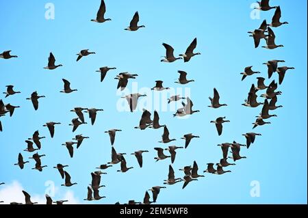 A skein of Cackling geese (Branta hutchinsii) flying overhead against a blue sky. Stock Photo