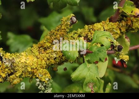 Green moss and lichen on the bark of a tree Stock Photo