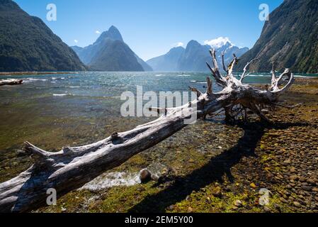 Mitre Peak reflecting on calm water surface in Milford Sound - Piopiotahi, Fiordland, Nez Zealand Stock Photo