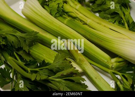 Fresh herbs isolated on white background. Celery stalk and parsley Stock Photo