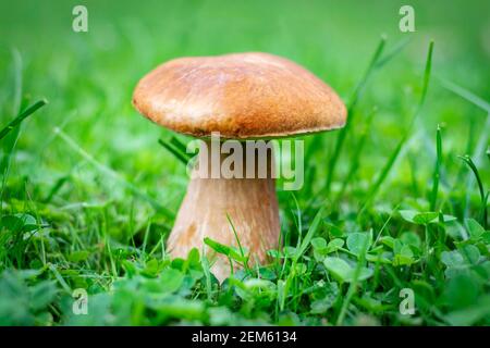 Boletus edulis known as penny bun mushroom. Boletus edulis grown between the blades of grass. Boletus edulis edible mushroom. Stock Photo