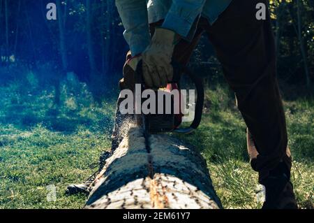Man cutting logs with chainsaw in forest Stock Photo