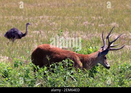 male of marsh deer (Blastocerus dichotomus) grazing with a blurred Greater Rhea (Rhea americana) in the background Stock Photo