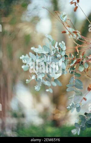 Close-up of a eucalyptus branch on a tree with green leaves. Stock Photo
