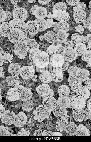 Healing herbs. Blooming texture. Beautiful orange red marigold flowers ...