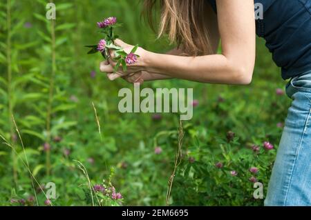 Pink clover flowers in female hands on the background of green grass on summer day Stock Photo