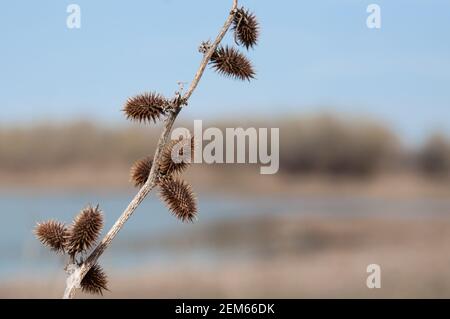 Dry thorn Xanthium strumarium rough cocklebur in steppe on blurred background Stock Photo