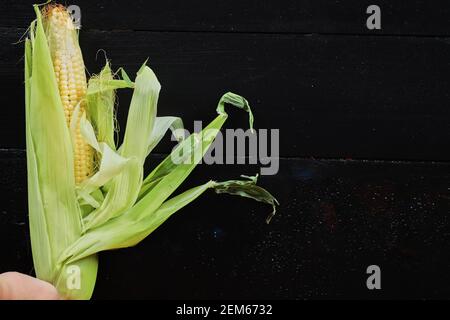 Single ear of corn isolated on black background Stock Photo