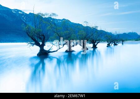 Willow trees in Lake Wakatipu, Glenorchy, New Zealand Stock Photo