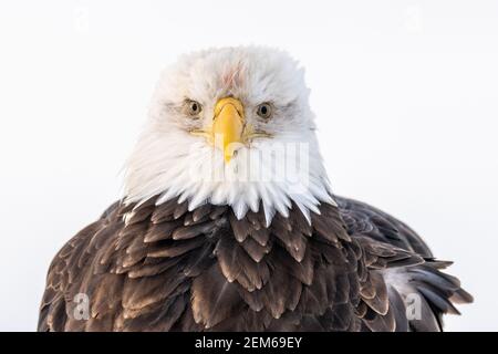 A scruffy portrait of a Bald eagle (Haliaeetus leucocephalus) in Alaska Stock Photo