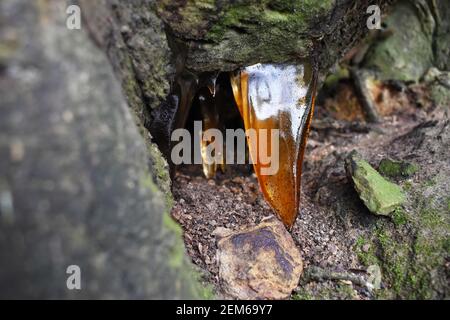 Resin leaking from underneath a tree takes the shape of icicles and are illuminated by sunlight. The amber coloured sapcicles are close to the ground. Stock Photo