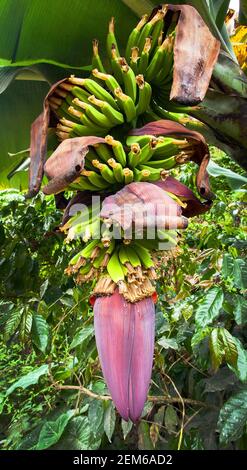 flower of banana and banana fruit, banana palm Stock Photo