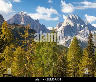 Larch wood and Tofano, Tofana or Le Tofane Gruppe, Alps Dolomites mountains, Italy Stock Photo