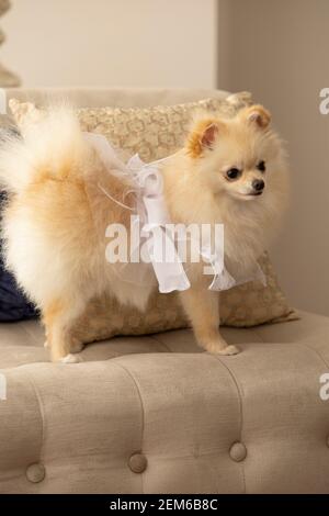 beautiful small pomeranian dog sitting on a sofa with cushions, wears a white dress, pets in the home Stock Photo