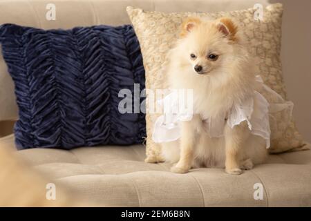 pomeranian dog wearing a white dress, domestic mammal animal inside the home in style Stock Photo