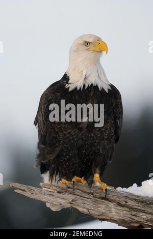 Bald eagle (Haliaeetus leucocephalus) in Homer, Alaska