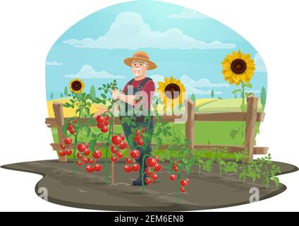 Farmer growing vegetables on farm, agriculture and farming vector concept. Senior man trellising tomato seedlings, bordered with wooden fence, sunflow Stock Vector