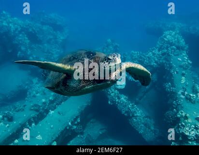 Close up Hawaiian green sea turtle swims towards camera over collapsed coral covered pier underwater in Maui. Stock Photo