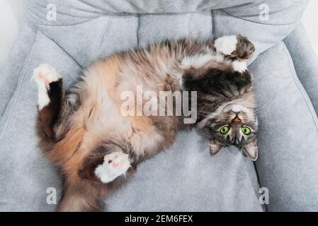 Domestic longhair fluffy siberian gray cat with green eyes lying on the sofa. Closeup animals consept. Background about cute pets Stock Photo