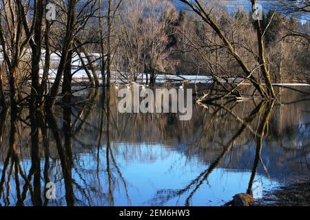 High water on a lake in winter with reflection and four young swans Stock Photo
