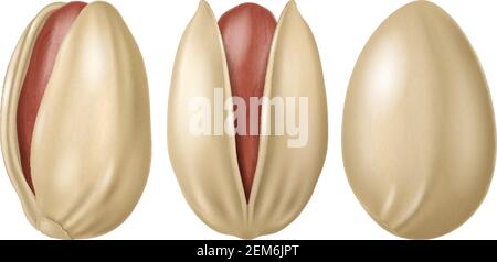 Pistachios isolated on white background. Vector illustration. Stock Vector