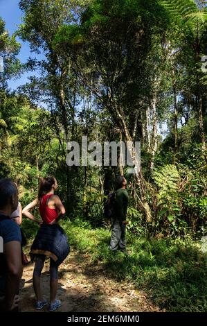 Hikers paying attention while a trail guide points to a tree in a brief pause in the middle of the dirt path of Serra do Mar estate park. Stock Photo