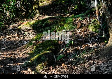 Dirt path covered with moss, green vegetation and fallen dry leaves from the surrounding vegetation of Serra do Mar (Sea Ridge) dense jungle. Stock Photo