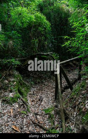 A section of Paraibuna river hiking trail covered by dry leaves and surrounded by fresh green vegetation in the middle of Serra do Mar forest. Stock Photo